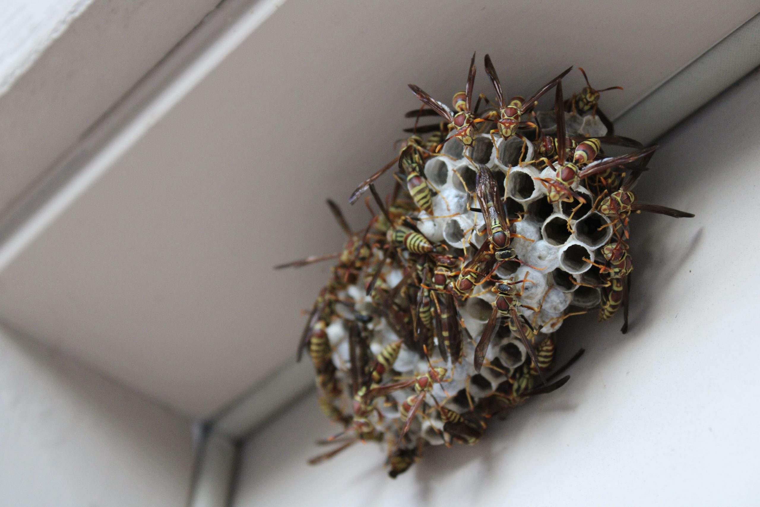 Wasps have built a nest in my porch. Can I leave the nest alone or do I  have to remove it? - Quora