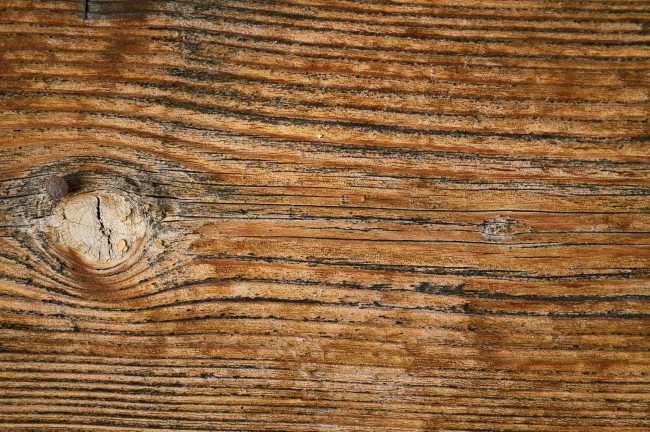 Can Woodworm Be Treated By Yourself?