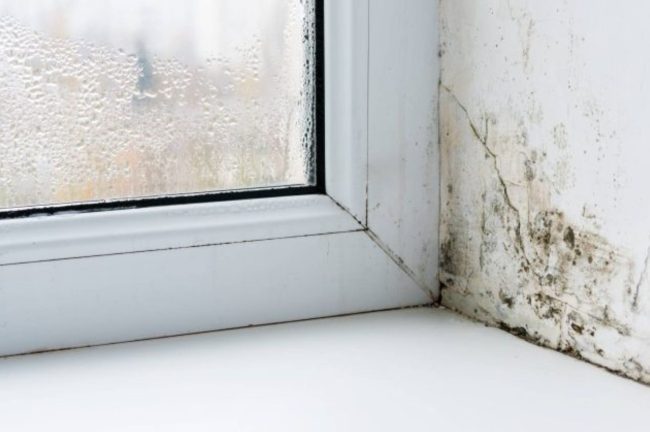 Should You Ignore Damp in a House?